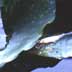 Lily Pads, 1999